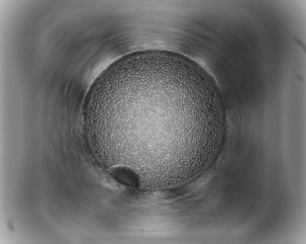 X0000099400879200805151703