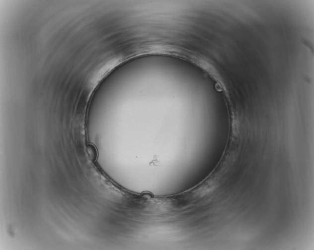 X0000099400954200805151702