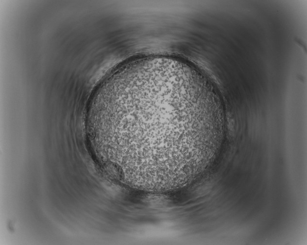 X0000099400487200805221859