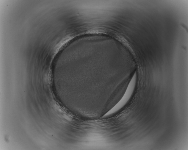 X0000099400724200805221855