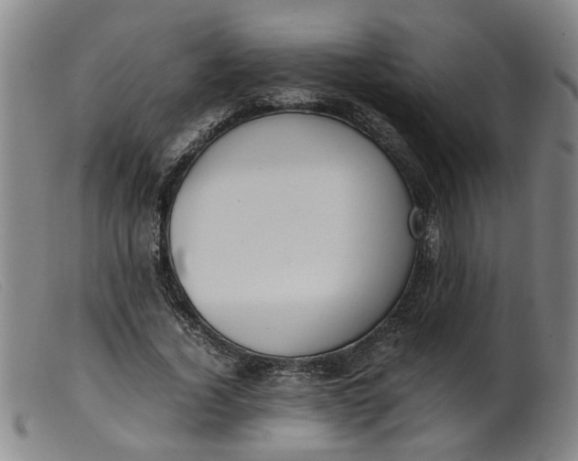 X0000099400732200805221855