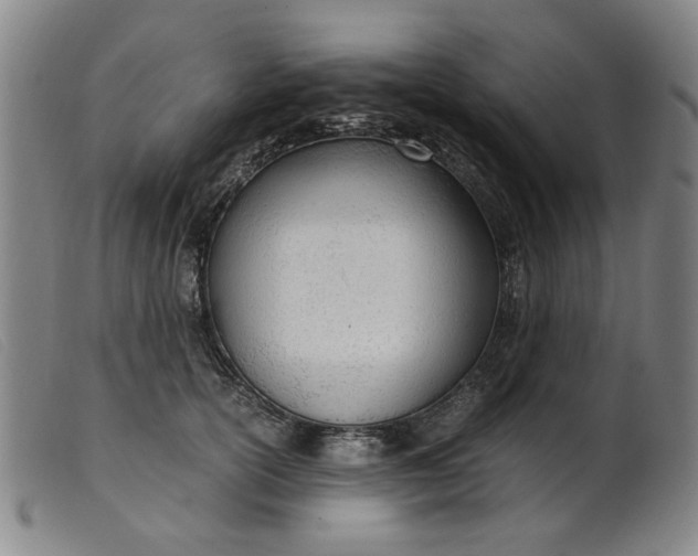 X0000099400754200805221855