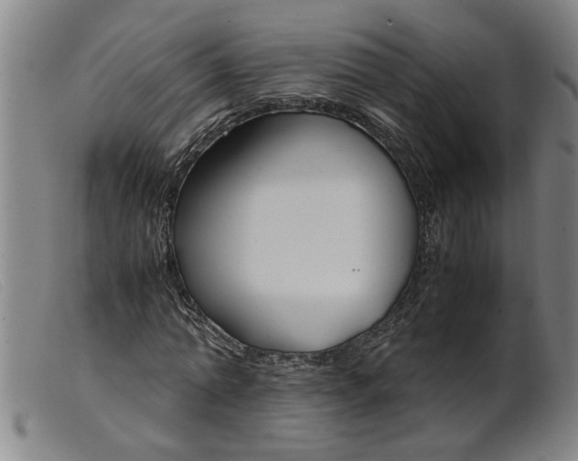 X0000099400774200805221855