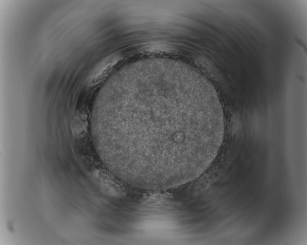 X0000099400824200805221853