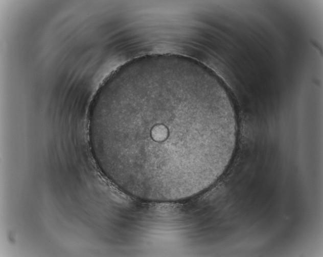X0000099400832200805221854