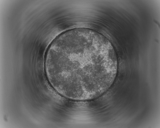 X0000099400836200805221854