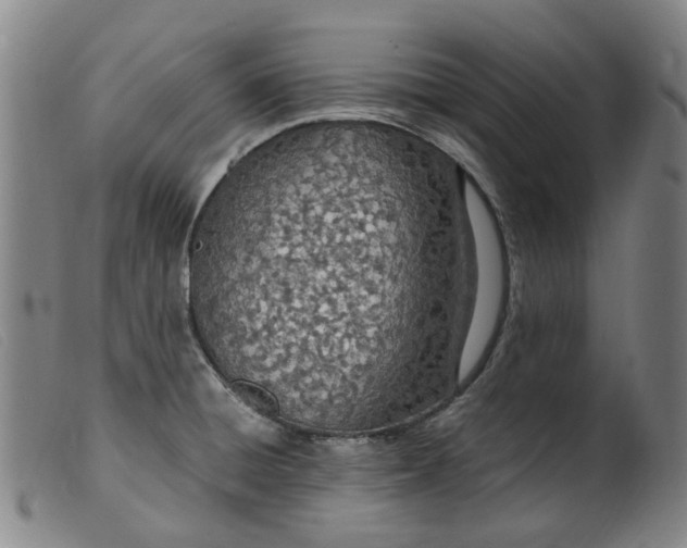 X0000099401428200805221845