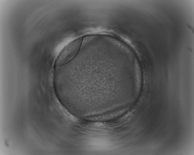 X0000099401463200805221844