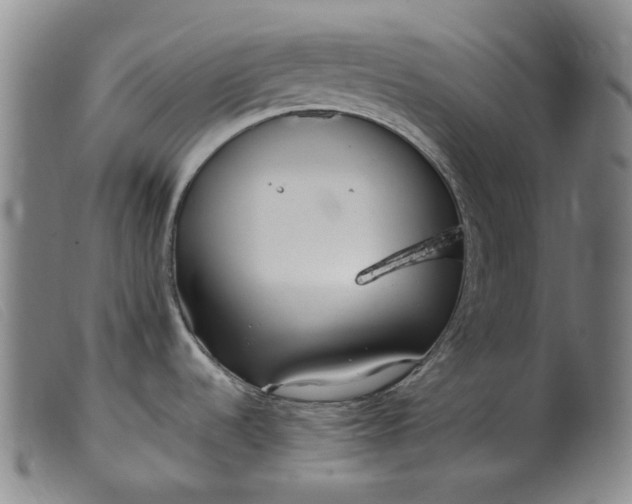 X0000099401536200805221843