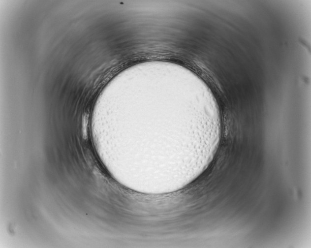 X0000099400026200805291219