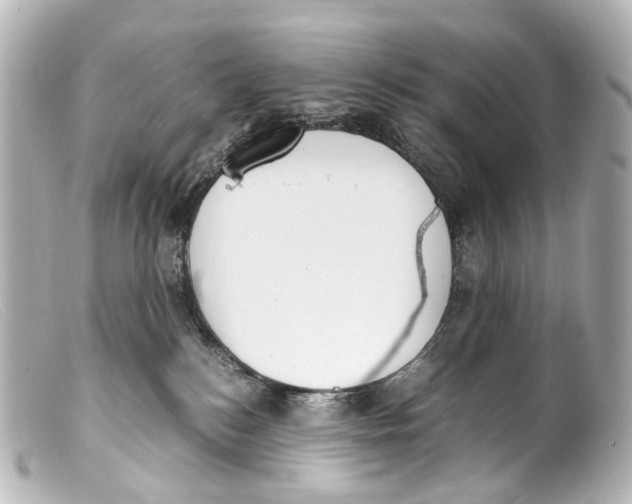 X0000099400184200805291217