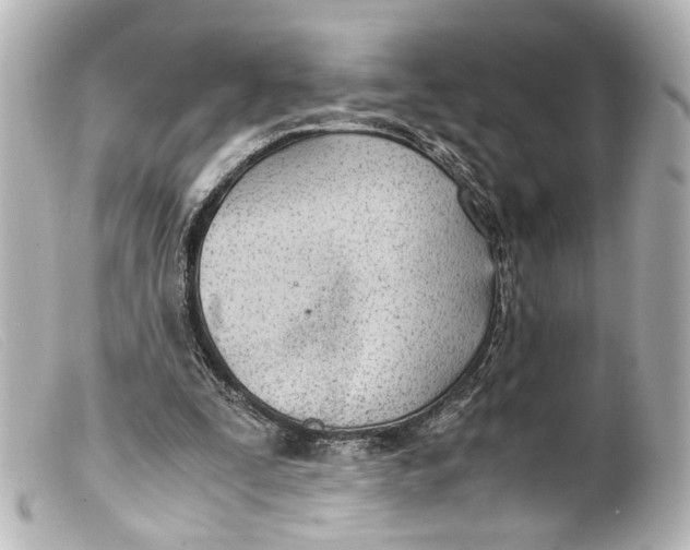 X0000099400295200805291216