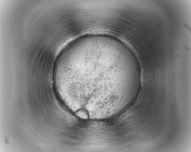 X0000099400438200805291213