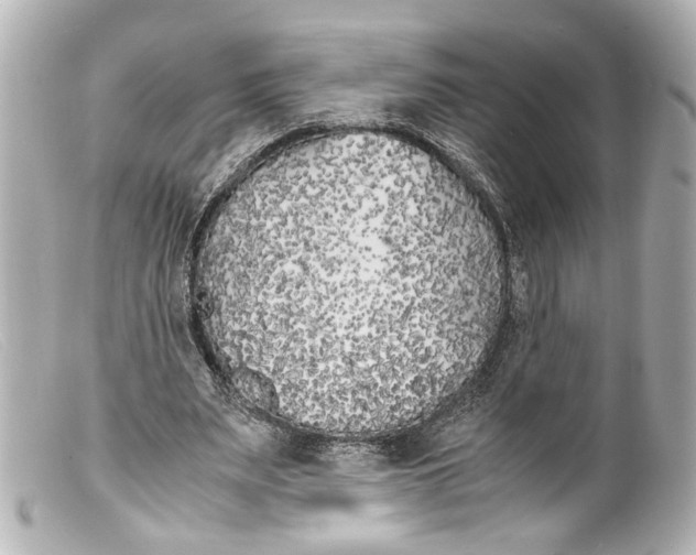 X0000099400487200805291213