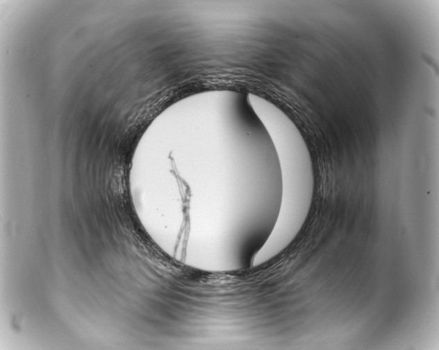 X0000099400514200805291213