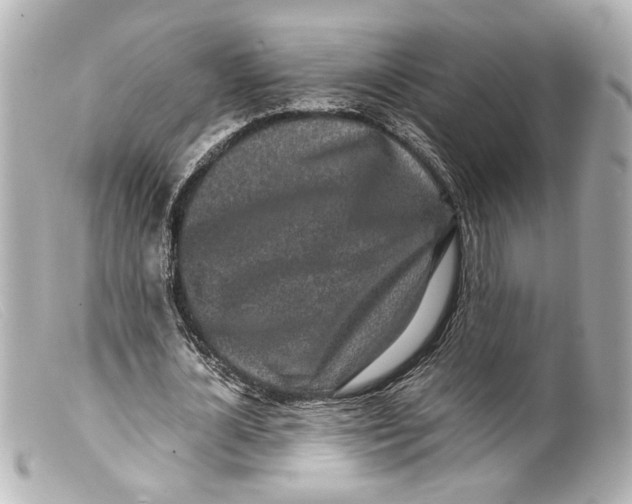 X0000099400724200805291209