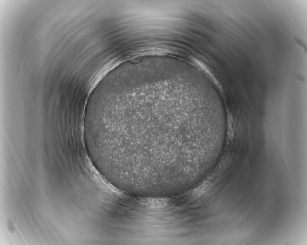 X0000099400802200805291209