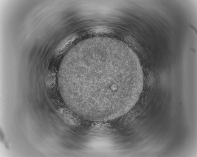 X0000099400824200805291208