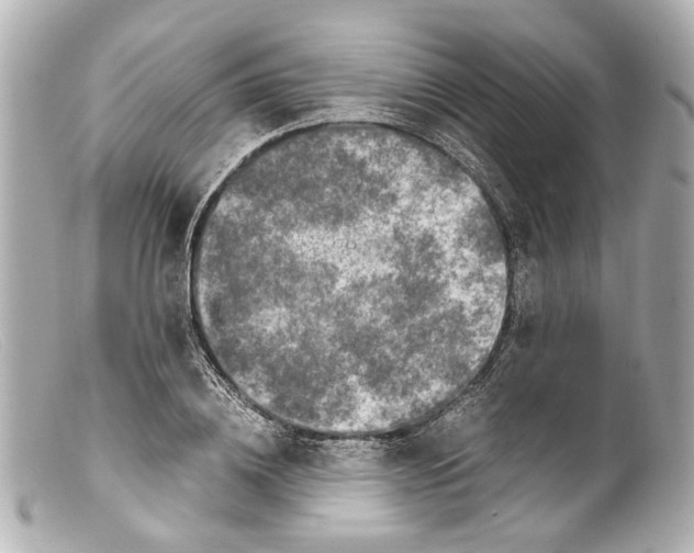 X0000099400836200805291208