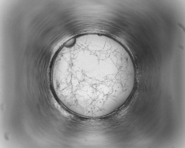 X0000099400995200805291206