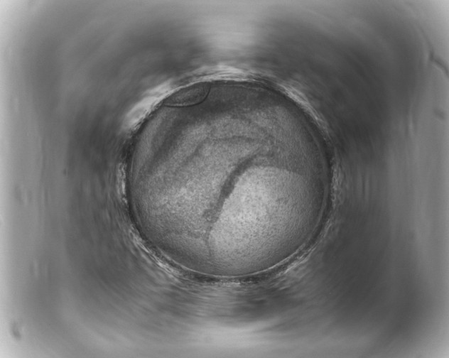 X0000099401455200805291200