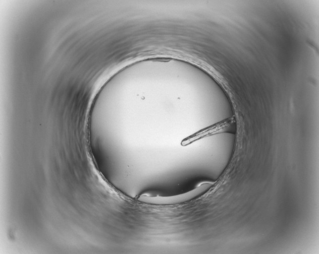 X0000099401536200805291159