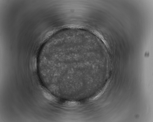 X0000099400205200806051215