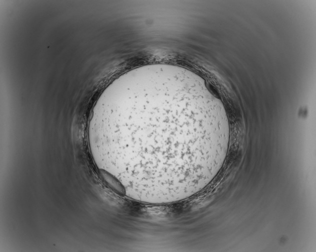 X0000099400417200806051212