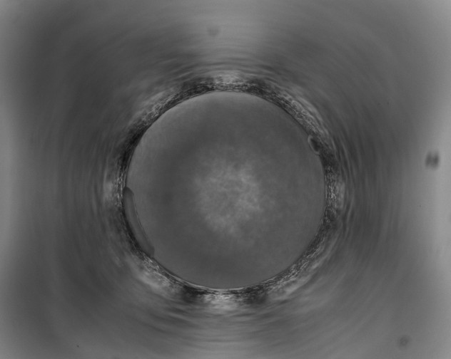 X0000099400419200806051212