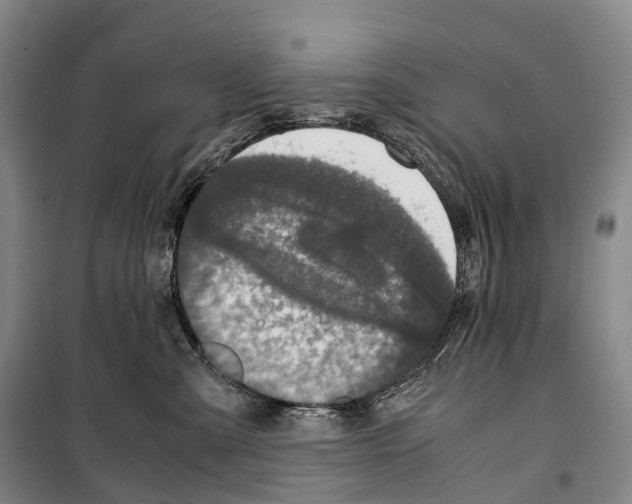 X0000099400427200806051212
