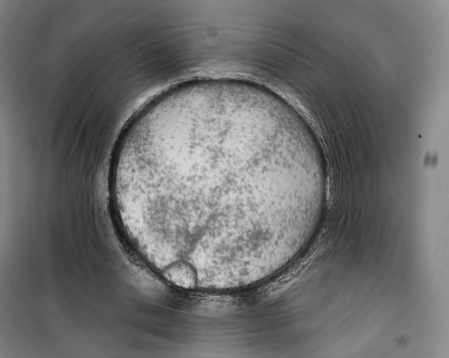 X0000099400438200806051211