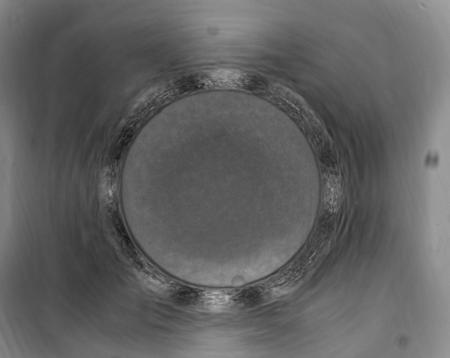 X0000099400701200806051208