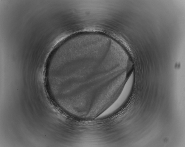 X0000099400724200806051207