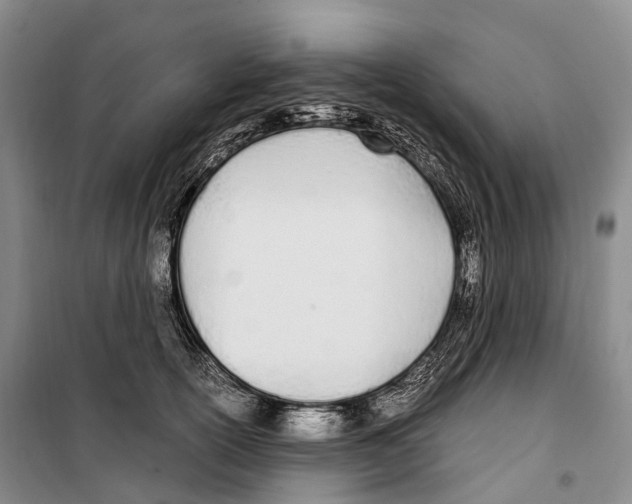 X0000099400754200806051207