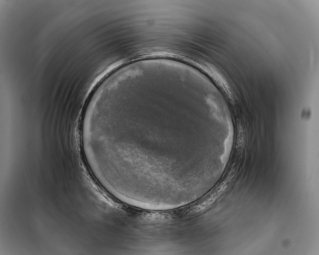 X0000099400806200806051206