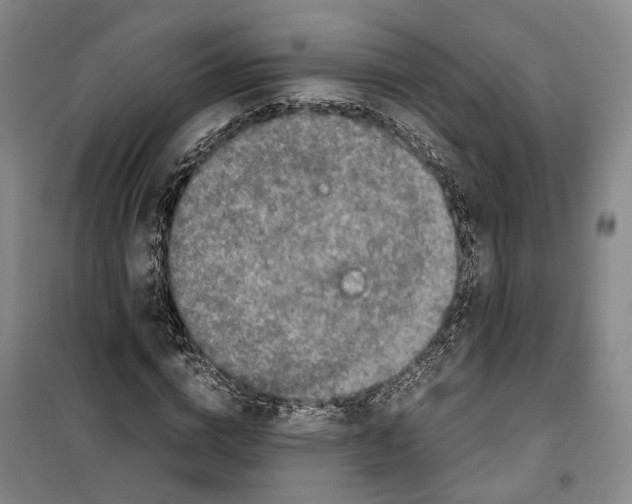X0000099400824200806051205