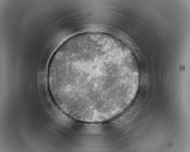 X0000099400836200806051206