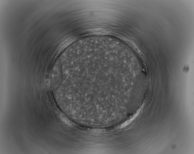 X0000099400889200806051205