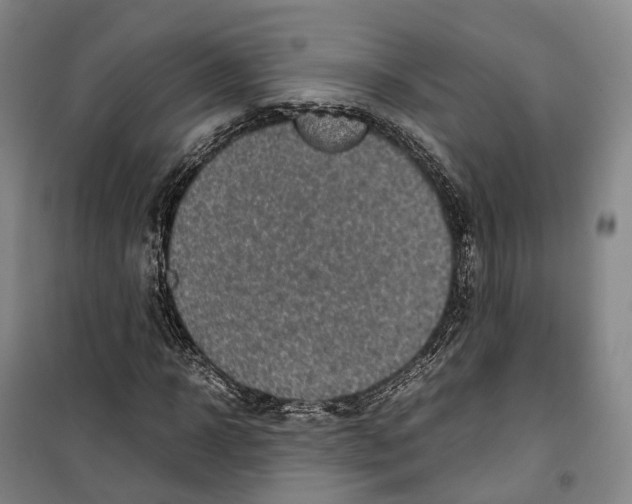 X0000099400918200806051204