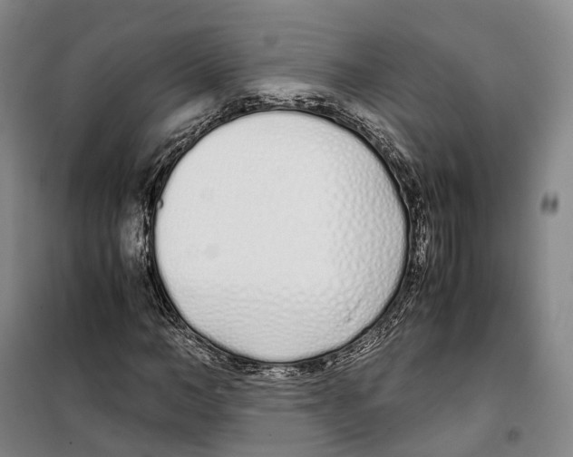 X0000099400966200806051204