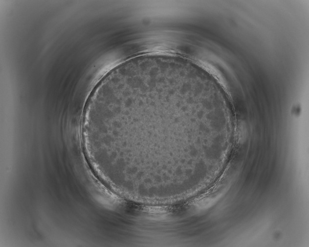 X0000099401338200806051159