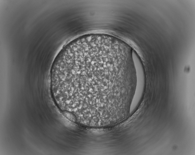 X0000099401428200806051157