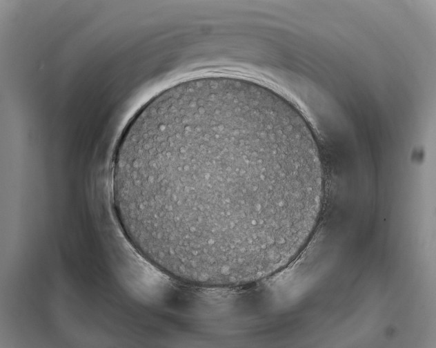 X0000099401514200806051156