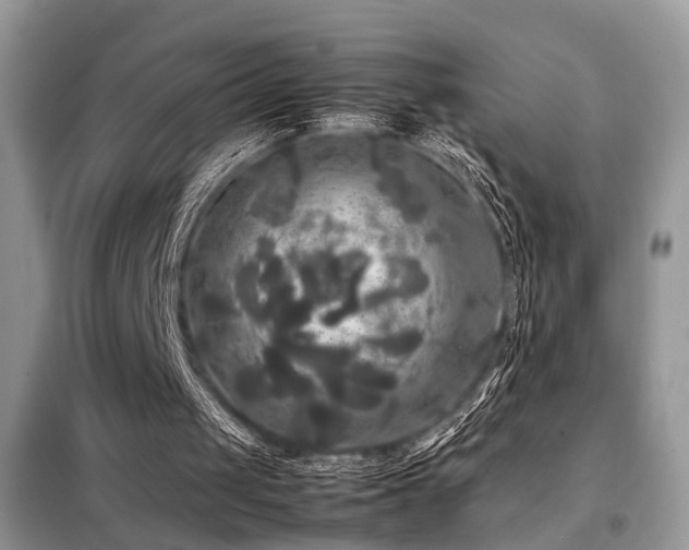 X0000099410049200805091229