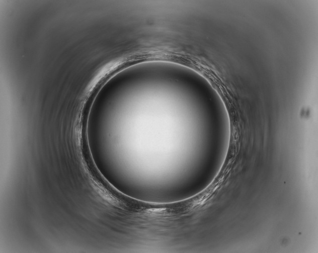 X0000099410054200805091229