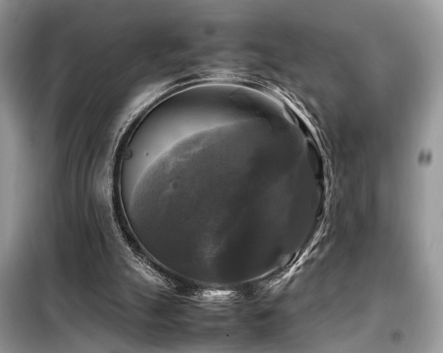 X0000099410055200805091229