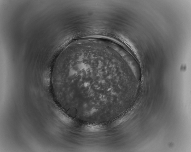 X0000099410065200805091229
