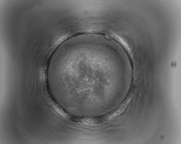 X0000099410105200805091229