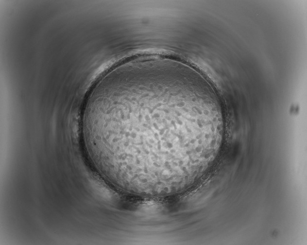 X0000099410111200805091229