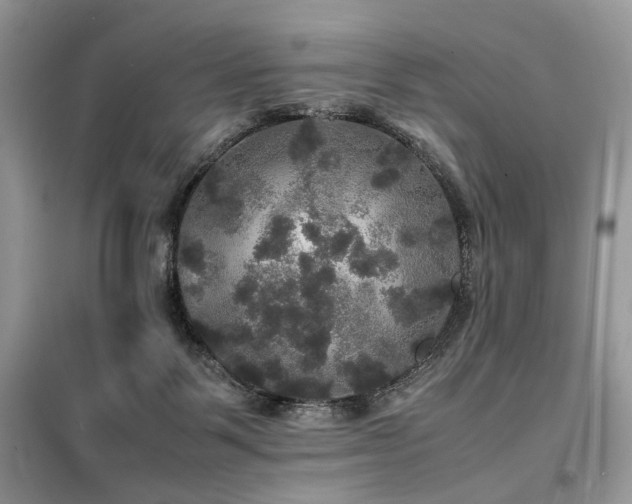 X0000099410123200805091229